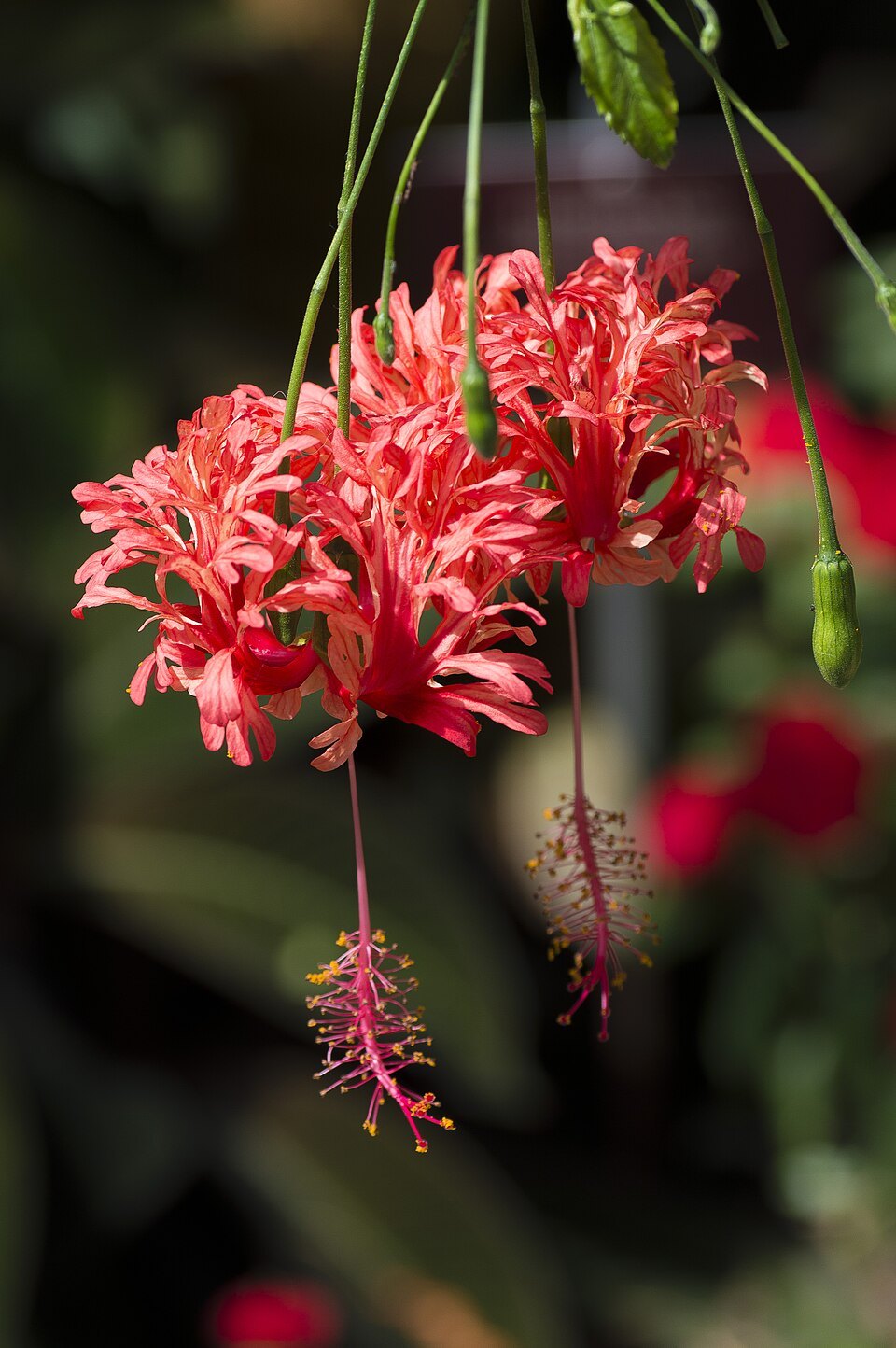 Fleurs d' Hibiscus schizopetalus